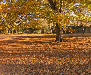 Parc Nou - Olot -