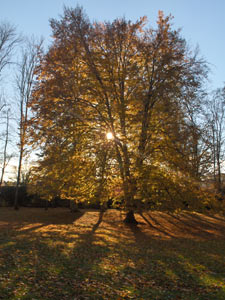Parc Nou - Olot -